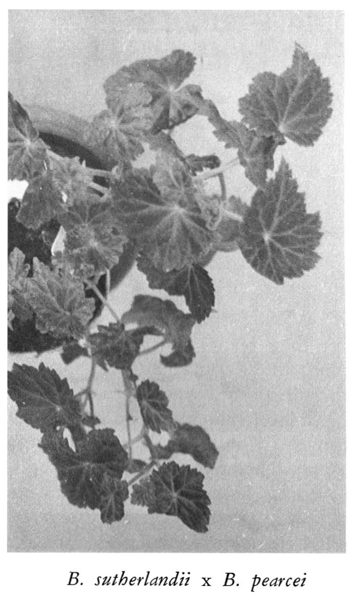 B. (sutherlandii x pearcei)